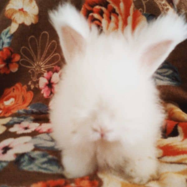 English angora top quality bunnies 5