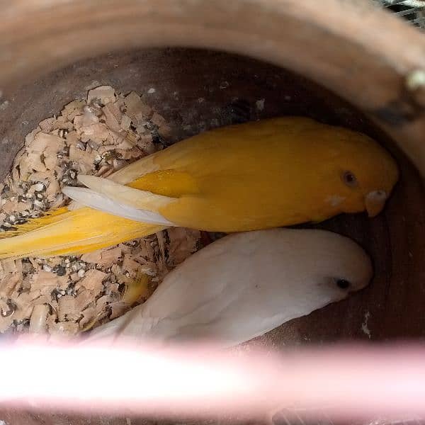 budgies brreder pair for sale in healthy condition with big cage 4