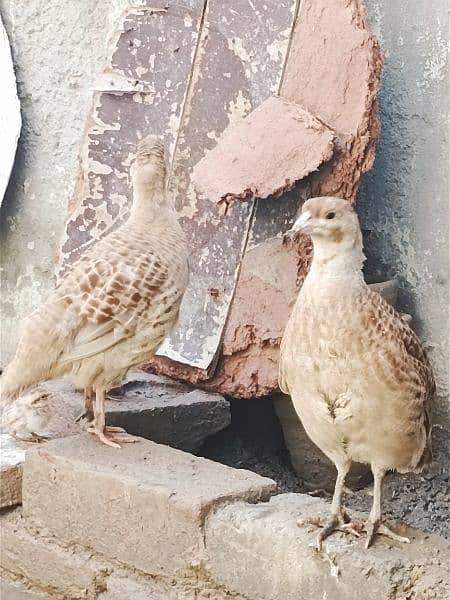 IRANI TEETAR BREEDER PAIR AND CHACKS FOR SELL 0