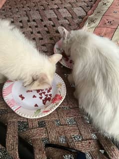 Russian cats pair