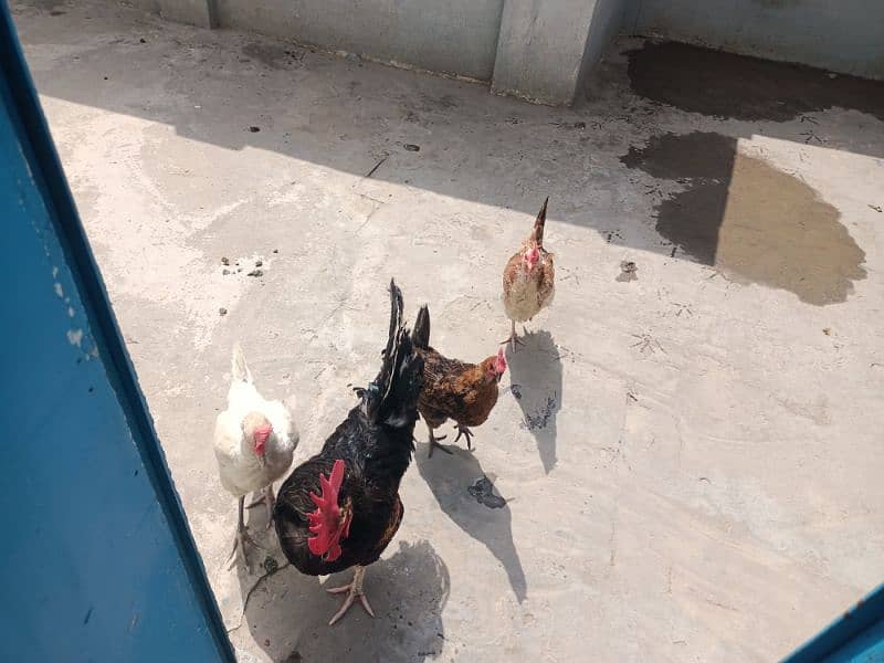 I male and 3 female hens for sales 0