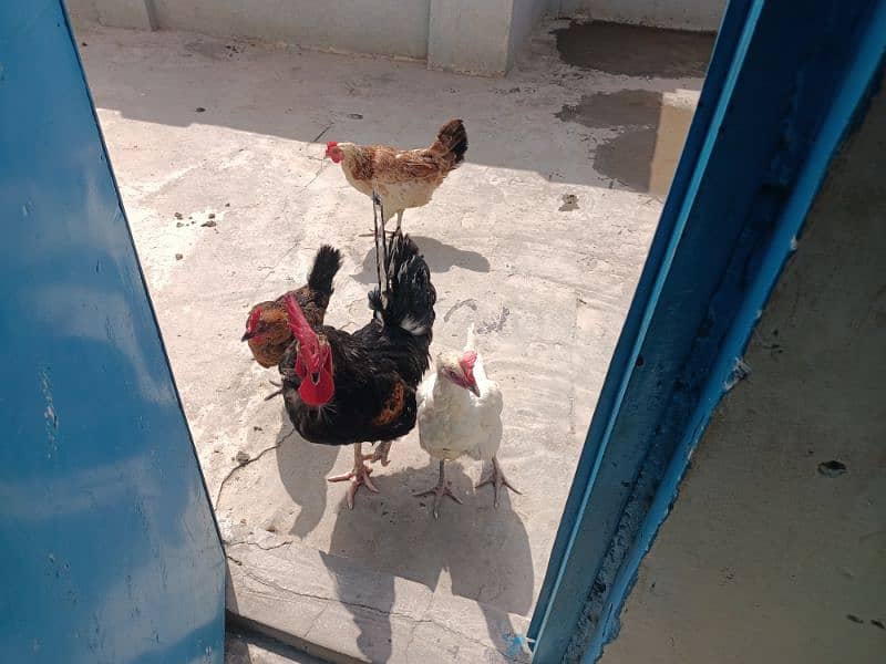 I male and 3 female hens for sales 1