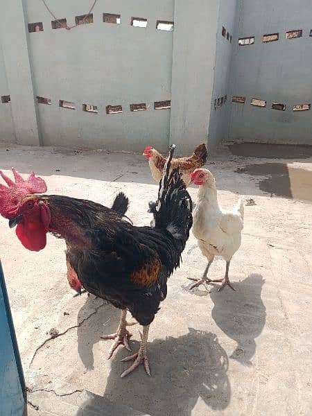 I male and 3 female hens for sales 2