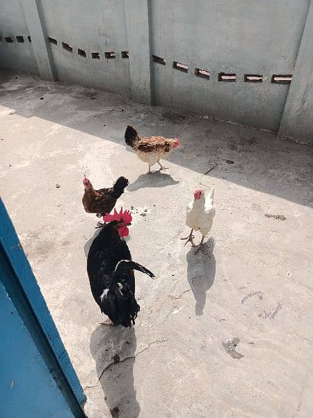 I male and 3 female hens for sales 3