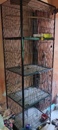 4 Portion cage love bird for sale
