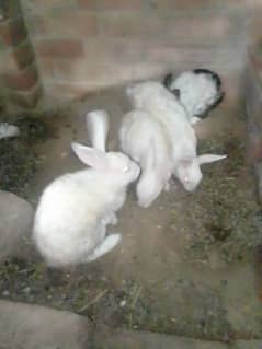 1 male,3 female rabbit (all setup for sale)