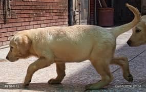 British Labrador Female pedigree Pup 03134111831