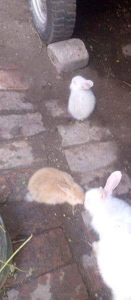 Angora Rabbit Health Active 2