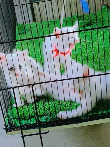 Persian kitten for sale location Gujranwala 0