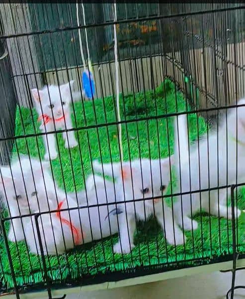 Persian kitten for sale location Gujranwala 2