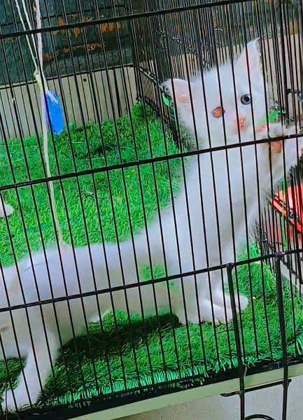 Persian kitten for sale location Gujranwala 4