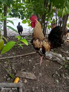 6 Hens with 1 murga