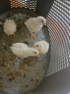 Paper white heera aseel chicks for sale