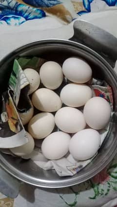 want ta sale heera paper white eggs.