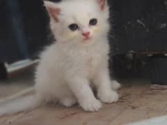 White kitten with blue eyes,black kitten,smokey or grey kitten