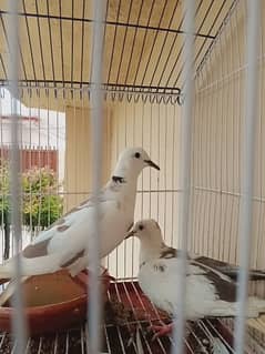 dove pair for sale