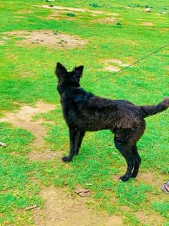 6 month baby for sale black germon