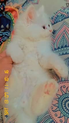 persian kitten triple coat furry