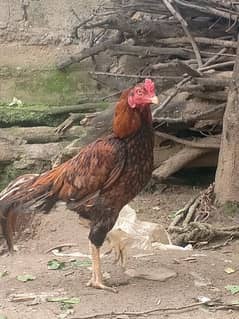 aseel mianwali cock , chicks and hens for sale
