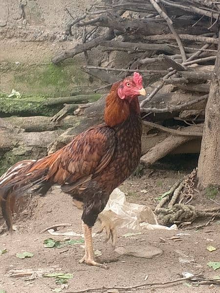 aseel mianwali cock , chicks and hens for sale 0