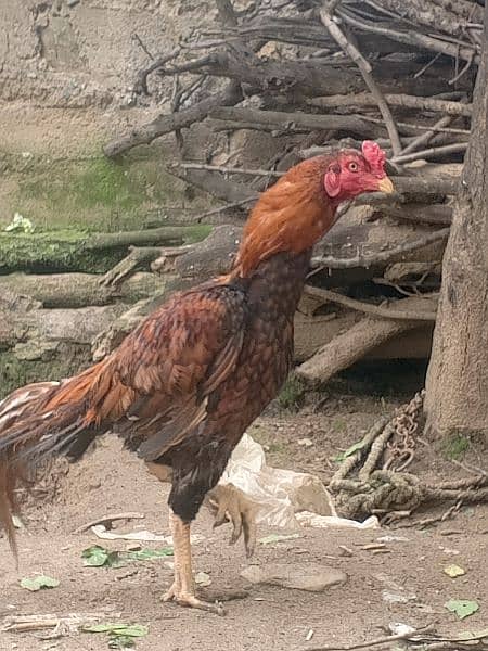 aseel mianwali cock , chicks and hens for sale 1