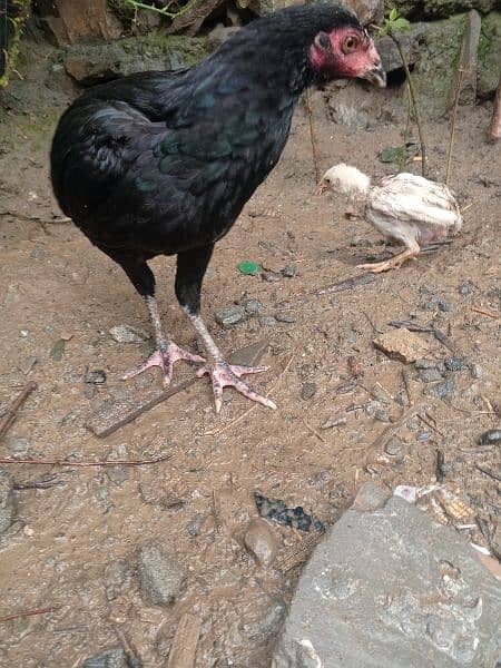 aseel mianwali cock , chicks and hens for sale 3