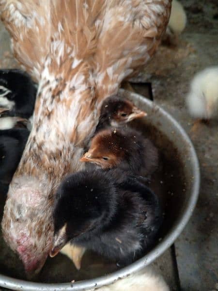 aseel mianwali cock , chicks and hens for sale 4