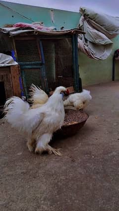 white silky trio for sale