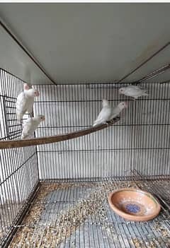 Albino red eyes pathay for sale