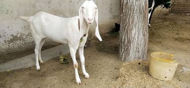rajanpori gulabi goat breed