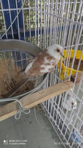 Blue Pied Breeder pair and red pied conferm split silver pied availble 2