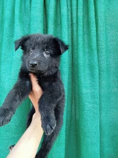 German shepherd puppies male and female available long cot