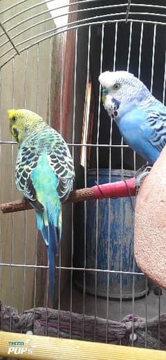selling these pair and one check on cage all only RS:2500