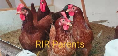 RIR chicks - rir chicks- rir A-grade chicks (the best egg layer breed)