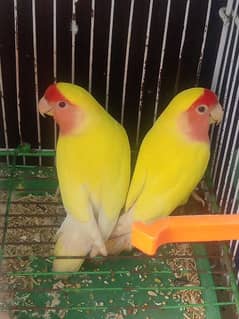 Love Bird Lotino breeder pair with 3 eggs