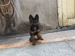 trained puppy for sale