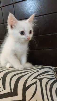 Pure Persian Kittens for Sale (2 Female 1 Male each for 17000)