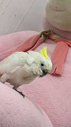 Triton cockatoo age 55 days