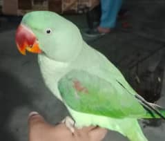 beautiful talking raw parrot hand tamed