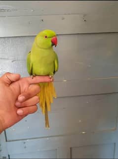 5000 fix green parrot hand tamed male /female avillibal