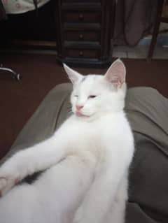 Persian kitten age 3 month     03347199847