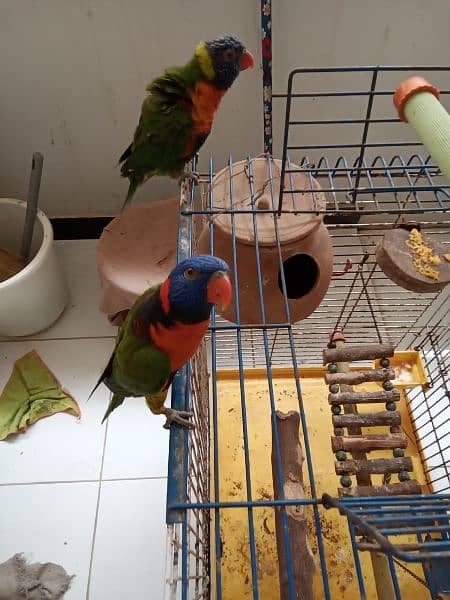 Rainbow and Swinson Lorikeet Pair for Sale 0