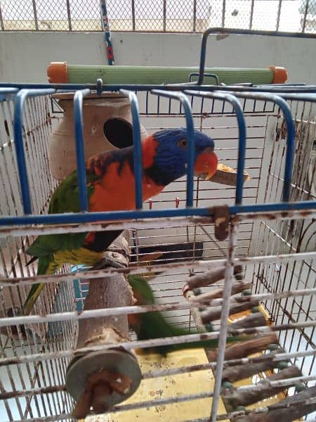 Rainbow and Swinson Lorikeet Pair for Sale 1