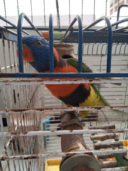 Rainbow and Swinson Lorikeet Pair for Sale 2