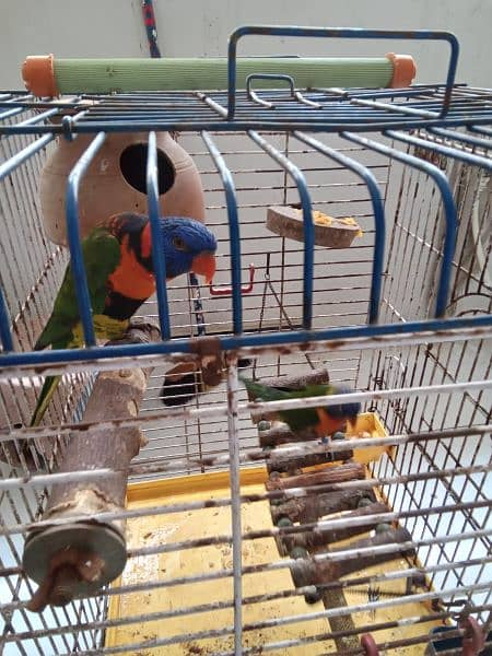 Rainbow and Swinson Lorikeet Pair for Sale 3