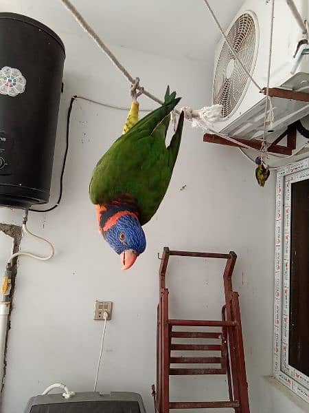 Rainbow and Swinson Lorikeet Pair for Sale 4