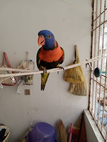 Rainbow and Swinson Lorikeet Pair for Sale 5