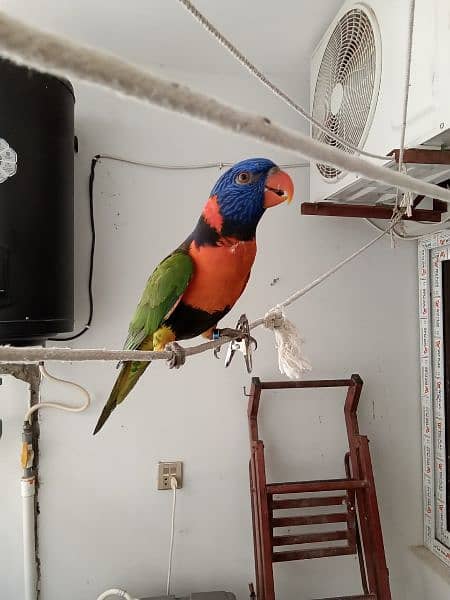 Rainbow and Swinson Lorikeet Pair for Sale 6