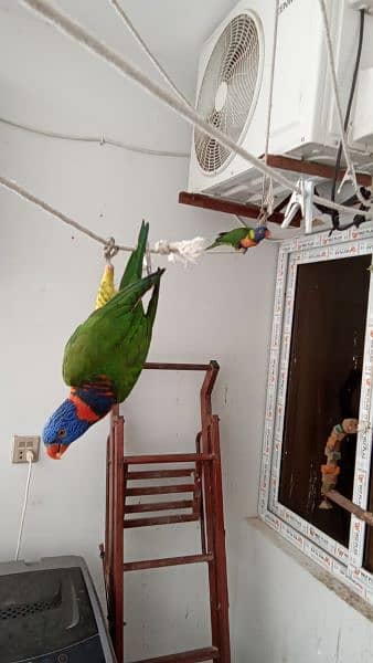 Rainbow and Swinson Lorikeet Pair for Sale 7