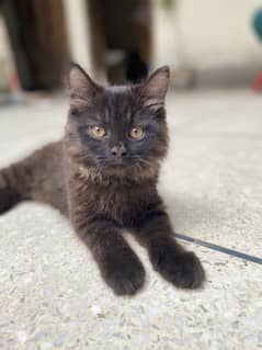 Dark brown Persian cat